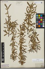 Foto von Salix alba subsp. vitellina (L.) Arcang.